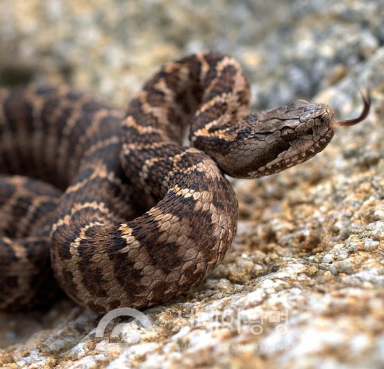 (사진 까치살모사_Short-tailed viper snake_국립환경과학원 )