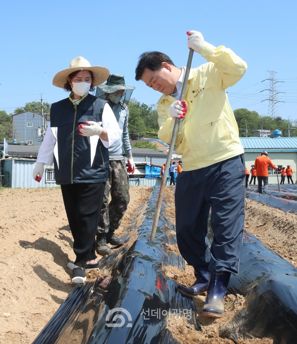 (광명2-1) 광명시는 5월 6일 오전 코로나 19 장기화로 일손이 부족한 노온사동의 한 농가를 찾아 ‘민·관·군 합동 농촌 일손돕기’ 행사를 개최했다.